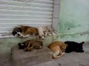 Requerimento -  Informar sobre a possibilidade de disponibilizar, com a participação dos grupos de apoio aos animais, um local com estrutura para abrigar os animais de rua que estão carentes de atendimento e doentes